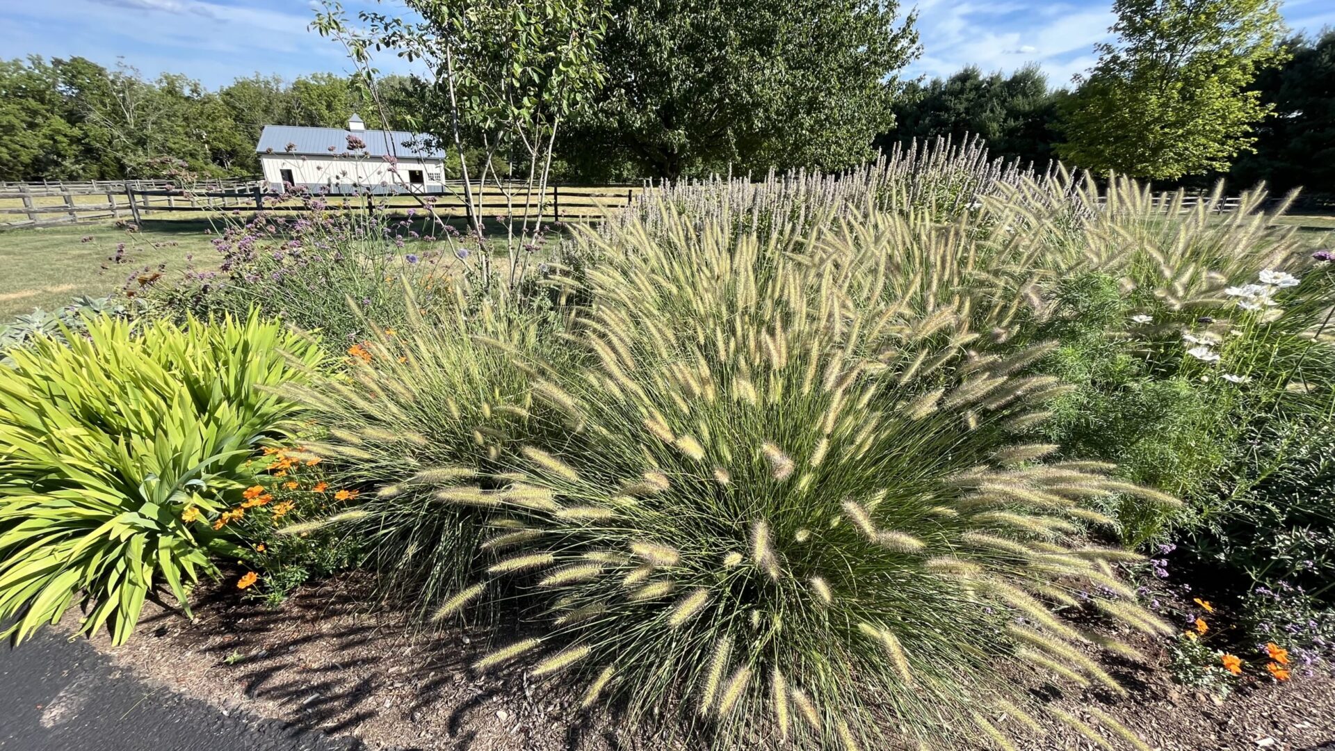 Garden Cleanup, trimming, planting, mulching, old shrub removal